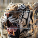 One of the 39 tigers rescued in 2017 from Joe Exotic’s G.W. Exotic Animal Park yawns at the Wild Animal Sanctuary on April 5, 2020 in Keenesburg, Colorado. Exotic, star of the wildly successful Netflix docu-series Tiger King, is currently in prison for a murder-for-hire plot and surrendered some of his animals to the Wild Animal Sanctuary.
